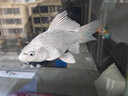 純種臺灣蝴蝶鯉魚(yú)好養耐活淡水冷水觀(guān)賞魚(yú)金魚(yú)錦鯉大尾大鰭活體 臺灣貴妃白12-15厘米1條 曬單實(shí)拍圖