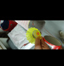 李寧（LI-NING）羽毛球耐打防風(fēng)塑料球訓練球室內外專(zhuān)業(yè)飛行穩定尼龍球 AN01黃色 曬單實(shí)拍圖
