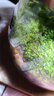 封茗【生命之樹(shù)】生態(tài)瓶苔蘚微景觀(guān)青苔造景缸植物辦公室綠植桌面盆栽 生命之樹(shù)微景觀(guān)(煙灰款) 曬單實(shí)拍圖
