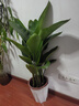 植男植女天堂鳥(niǎo)盆栽客廳室內好養大型落地真綠植辦公室植物鶴望蘭源頭直發(fā) 曬單實(shí)拍圖