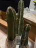 優(yōu)選量天尺有根仙人柱多肉仙人球仙人掌盆景家庭懶人植物好養綠植 30+40+50優(yōu)選組合有根 裸根不帶土 曬單實(shí)拍圖