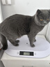 寵物體重秤智能電子秤寵物體重秤貓咪狗狗稱(chēng)重器家用小動(dòng)物稱(chēng)重嬰兒秤寵物店精準 【智能小程序款】中型寵物專(zhuān)用-承重40斤 曬單實(shí)拍圖