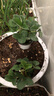 大禹白草莓苗秧苗帶土帶盆發(fā)貨盆栽紅顏四季 小白草莓苗秧苗2盆+肥 帶土帶盆發(fā)貨 曬單實(shí)拍圖