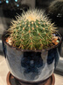 意軒超大金琥仙人球盆栽花卉盆栽綠植桌面盆栽陽(yáng)臺多肉植物 桌面植物 直徑10厘米 曬單實(shí)拍圖
