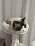 獸牌奶酪貓爬架小戶(hù)型不占地實(shí)木貓架貓樹(shù)貓窩貓抓板一體帶太空艙暖冬 奶酪Pro-上漆好打理【推薦】 曬單實(shí)拍圖