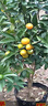 意軒脆皮金桔樹(shù)苗帶果發(fā)貨蜜糖金桔苗可食用橘子樹(shù)苗室內年宵水果盆栽 六年金桔壯苗盆栽（帶果多） 曬單實(shí)拍圖