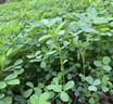 蘇躍紫花苜蓿草種籽四季喂豬免雞鴨鵝魚(yú)草籽種植牧草種子孑食用多年生 高產(chǎn)型【紫花苜蓿凈籽】1斤裝/畝產(chǎn)4噸 曬單實(shí)拍圖