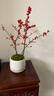 臨雅北美冬青盆栽帶紅果樹(shù)苗綠植室內盆景年宵真花植物#120盆源頭直發(fā) 曬單實(shí)拍圖
