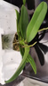 年宵花春節蝴蝶蘭盆栽綠植花卉年貨裝飾過(guò)年四季開(kāi)花大苗好養易活 紫美人---【包開(kāi)花】送營(yíng)養液2包 帶2支花劍 曬單實(shí)拍圖