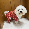 嬉皮狗（hipidog）新年喜慶小狗狗四腳棉衣秋冬寵物泰迪比熊馬爾濟斯小型犬冬季衣服 德羅紅龍紋 L （建議體重8-11斤） 曬單實(shí)拍圖