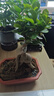 金錢(qián)榕樹(shù)盆景老樁小葉榕苗木造型盆栽人參榕室內綠植提根綠植矮莊 方盆富貴榕樹(shù)35cm左右高度 曬單實(shí)拍圖