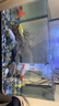 畫(huà)法幾何南美風(fēng)枯木魚(yú)缸造景套餐 米家智能魚(yú)缸專(zhuān)用仿真枯木叢林  曬單實(shí)拍圖