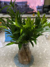 花行榜 竹柏盆栽水培驅蚊植物綠植盆栽四季常青20棵（不含瓶）源頭直發(fā) 曬單實(shí)拍圖