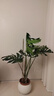臨雅龜背竹大型綠植客廳盆栽室內大葉老樁植物落地1.5m圓球盆源頭直發(fā) 曬單實(shí)拍圖