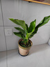 天堂鳥(niǎo)客廳大型綠植旺宅植物辦公室內好養落地大葉花卉鶴望蘭盆栽 天堂鳥(niǎo)51-61cm3棵【原土發(fā)貨不含盆】+復合肥 曬單實(shí)拍圖