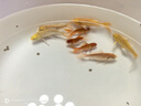 寵小俠精品金魚(yú)觀(guān)賞魚(yú)鴻運當頭金魚(yú)活體魚(yú)缸小魚(yú)冷水魚(yú)招財魚(yú)蘭壽丹頂紅 混搭金魚(yú)3條4-6cm 曬單實(shí)拍圖