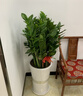 Only you【2小時(shí)達】發(fā)財樹(shù)大型盆栽綠植花卉室內客廳辦公室開(kāi)業(yè)喬遷送禮 金錢(qián)樹(shù) 曬單實(shí)拍圖