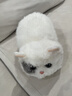 WALULU陪伴智能機器人AI情感毛絨玩具潮流禮物貓咪電子寵物 白色 曬單實(shí)拍圖