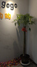 靜黛軒發(fā)財樹(shù)盆栽大型綠植辦公室喬遷開(kāi)業(yè) 獨桿1.4-1.6m福字盆源頭直發(fā) 曬單實(shí)拍圖