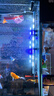 邊勝魚(yú)缸燈led燈龍魚(yú)燈管水族箱專(zhuān)用燈增艷燈防水變色 57cm雙排燈三擋變色（適60-80cm魚(yú)缸） 曬單實(shí)拍圖