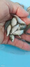 鯽魚(yú)苗批發(fā)淡水養殖食用水觀(guān)賞活魚(yú)工程黃金土鯽魚(yú)苗特大中科5號鯽魚(yú)餌料 優(yōu)質(zhì)大鯽魚(yú)苗6-8厘米20條【送10%防損】 曬單實(shí)拍圖