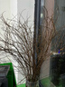 花翁干枝支水培植物花卉室內盆栽綠植 雪柳鮮枝70-80cm20支源頭直發(fā) 曬單實(shí)拍圖