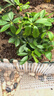 【八方來(lái)財】發(fā)財樹(shù)鴨腳木盆栽四季常青桌面防輻射花卉盆景 八方來(lái)財25-35厘米4顆【原盆】 送肥料 曬單實(shí)拍圖