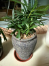羅漢松綠植小盆栽 凈化空氣防輻射會(huì )議室辦公室桌面陽(yáng)臺植物 基地培育盆買(mǎi)一送一2盆 約15-25cm 曬單實(shí)拍圖