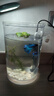 燕之雁懶人魚(yú)缸+仿真水草造景+照明led燈 輕松換水 圓柱形 金魚(yú)缸斗魚(yú)缸 曬單實(shí)拍圖
