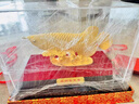 大明銅匠絨沙金大號金龍魚(yú)擺件招財開(kāi)業(yè)喬遷之喜搬家禮物客廳辦公室裝飾品 曬單實(shí)拍圖