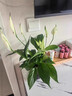 藍桂圓白掌盆栽 室內客廳好養綠植 一帆風(fēng)順凈化空氣郁金香花盆源頭直發(fā) 曬單實(shí)拍圖
