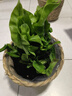 阿波線(xiàn)蕨火焰鳥(niǎo)巢蕨銀線(xiàn)蕨植物蕨類(lèi)觀(guān)賞四季常青好養綠植盆栽室內 火焰鳥(niǎo)巢蕨+草編籃子 無(wú)規格 曬單實(shí)拍圖