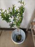 石榴樹(shù)樹(shù)苗突尼斯軟籽石榴苗盆栽庭院果樹(shù)特大帶土無(wú)籽甜石榴樹(shù)苗 大紅袍石榴5年苗帶土帶分枝（當年結果） 81cm(含)-110cm(含) 曬單實(shí)拍圖