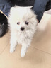 夢(mèng)茜兒純種博美犬球形博美幼犬活體寵物狗狗茶杯犬博美狗小白狗小體博美 寵物級 精品款 公 曬單實(shí)拍圖
