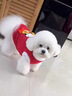 寵物狗狗衣服秋冬加絨保暖棉衣博美比熊雪納瑞小型犬紅色喜慶背心 狗狗新年衣服過(guò)年喜慶加絨保暖馬甲背心中小型犬冬裝 XS（胸圍30cm1-3斤) 曬單實(shí)拍圖
