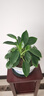 想開(kāi)大葉綠公主金鉆盆栽辦公室內客廳四季常綠好養易活植物桌面綠植 [大株樁包成活]金鉆一盆 曬單實(shí)拍圖