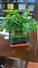 幼薇發(fā)財樹(shù)盆栽樹(shù)樁招財室內大型綠植開(kāi)業(yè)送禮前臺大號金錢(qián)樹(shù)四季常青 三棵發(fā)財樹(shù)+烏金財源滾滾盆 帶盆栽好 曬單實(shí)拍圖