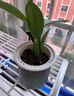 新大葉金鉆綠公主盆栽植物除甲醛綠植辦公室四季常青室內客廳擺放 【1盆】金鉆+基地原盆 含盆高度15-20厘米 曬單實(shí)拍圖
