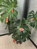 愛(ài)優(yōu)尚龜背竹盆栽客廳室內辦公室大型綠植盆景凈化空氣吸甲醛源頭直發(fā) 曬單實(shí)拍圖