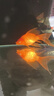 純種臺灣蝴蝶鯉魚(yú)好養耐活淡水冷水觀(guān)賞魚(yú)金魚(yú)錦鯉大尾大鰭活體 純種火紅【蝴蝶鯉】18-20厘米1條 曬單實(shí)拍圖