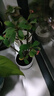 八芽迷你竹柏盆栽茶幾好養花卉綠植四季常青辦公室內桌面植物凈化空氣 竹柏+小茶罐盆（陶瓷） 帶盆栽好 曬單實(shí)拍圖