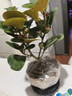 【小盼菩提】盆景菩提樹(shù)中式綠植室內辦公室好養禪意凈化空氣 小盼菩提【底座+盆+菩提+苔蘚】 曬單實(shí)拍圖