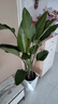 植男植女天堂鳥(niǎo)盆栽客廳室內好養大型落地綠植辦公室大葉鶴望蘭源頭直發(fā) 曬單實(shí)拍圖