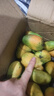 海南三亞小臺農大果當季臺農芒芒果皮薄肉厚純甜無(wú)絲爆汁【活動(dòng)】 單果80g+（帶箱子3斤） 曬單實(shí)拍圖