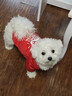 咚寵樂(lè )貓咪衣服寵物狗衣服泰迪比熊中小型幼犬冬天保暖春季服飾醒獅L 曬單實(shí)拍圖