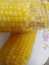 北緯媽咪黃糯玉米3.2斤（200g*8根）東北鮮甜糯玉米 黏粘玉米棒真空包裝 曬單實(shí)拍圖
