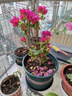 重瓣三角梅苗盆栽地栽花卉老樁室內陽(yáng)臺庭院爬藤植物四季開(kāi)花 塔紫【花期帶花原盆原土發(fā)貨】 曬單實(shí)拍圖