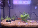 長(cháng)銳魚(yú)缸一體缸自循環(huán)免換水家用客廳桌面小型金魚(yú)缸超白玻璃養魚(yú)缸 超白CRV380標準款+水蘭青竹景（真水草） 曬單實(shí)拍圖