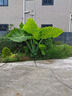 巨型象耳芋5米高大葉植物盆栽地栽庭院室內室外巨型觀(guān)葉綠植 20-23cm根直徑長(cháng)3米左右 曬單實(shí)拍圖