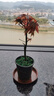 臨雅紅楓盆景樹(shù)苗綠植物室內桌面辦公室盆栽老樁耐寒不含盆源頭直發(fā) 曬單實(shí)拍圖
